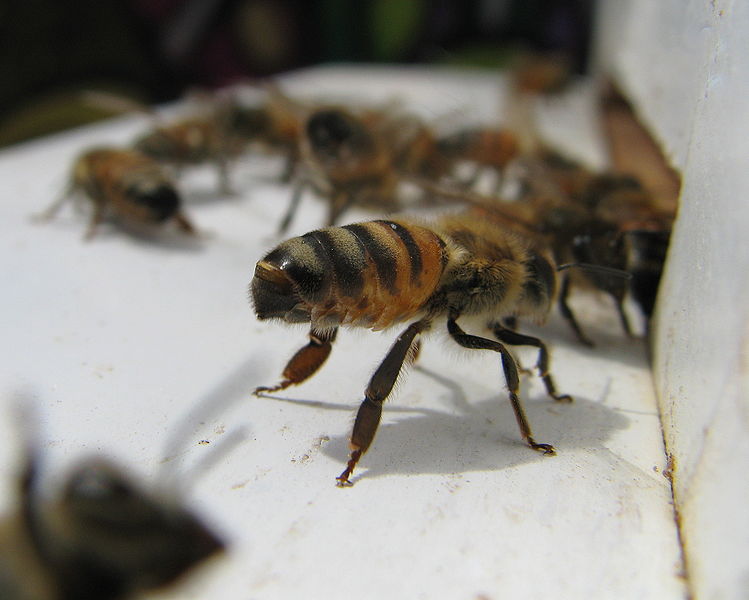 Abeilles battant le rappel grâce au phéromones secrétées par la glande de Nasanov